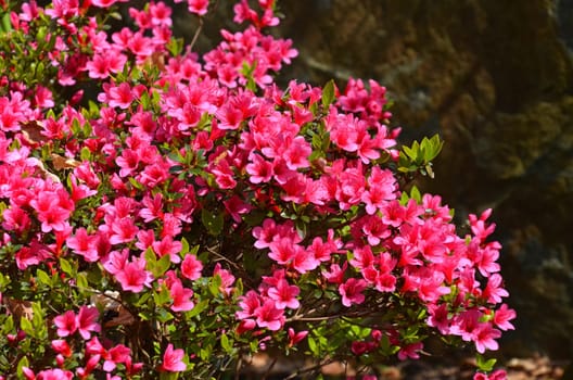 Azaleas