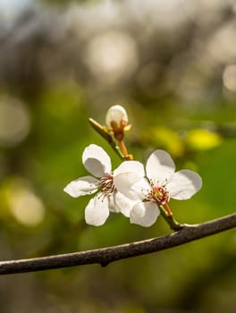 Spring brings the branches of the trees to flowering. Small delicate white flowers in the spring sun