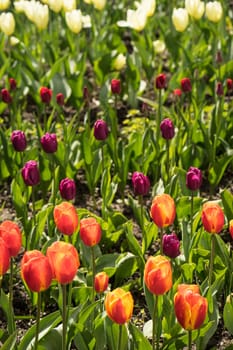 Tulip field with colorful tulips in full bloom in the bright spring