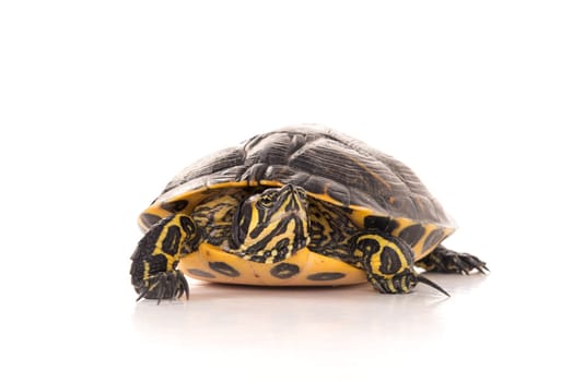 Cute little turtle isolated in a white background