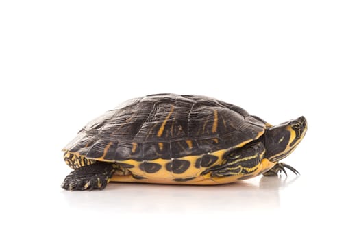 Cute little turtle isolated in a white background