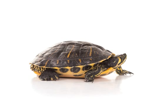 Cute little turtle isolated in a white background