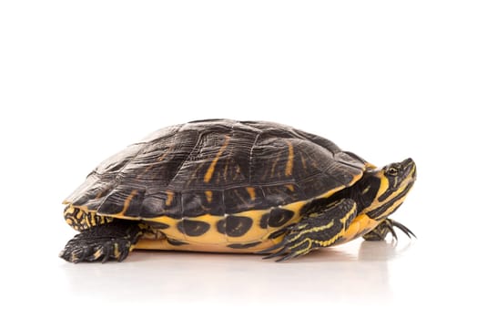 Cute little turtle isolated in a white background