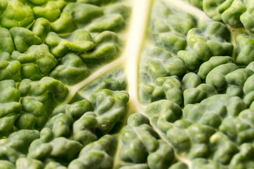 Close up of organic dark green savoy cabbage leaf