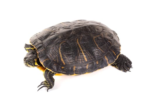 Cute little turtle isolated in a white background