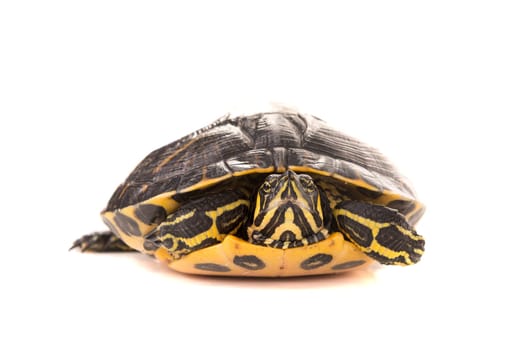 Cute little turtle isolated in a white background
