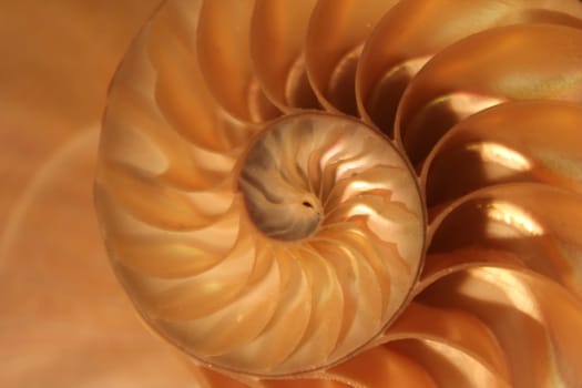 nautilus shell symmetry Fibonacci half cross section spiral golden ratio structure growth close up back lit mother of pearl close up ( pompilius nautilus )