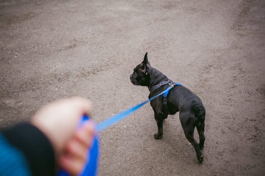 walking the dog French Bulldog