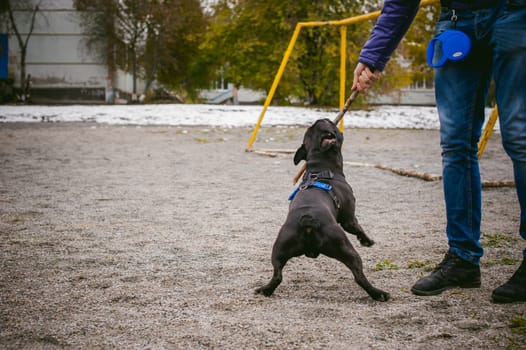 walking the dog French Bulldog. Male host plays with his pet on the street in the yard with a stick