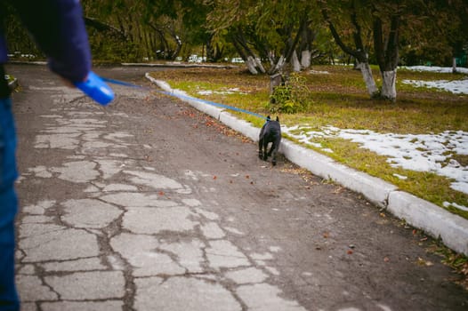 walking the dog French Bulldog