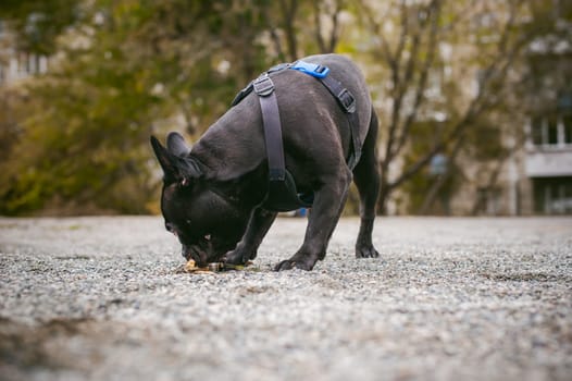 walking the dog French Bulldog. Male host plays with his pet on the street in the yard with a stick