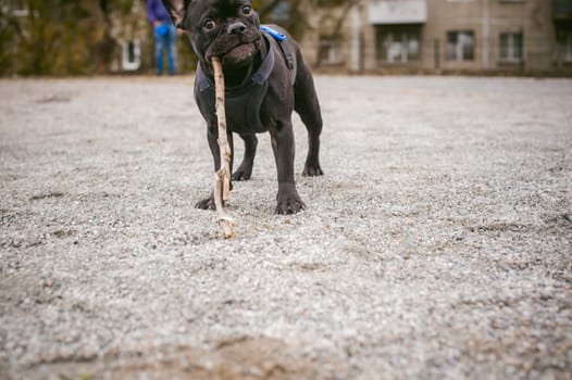 walking the dog French Bulldog. Male host plays with his pet on the street in the yard with a stick
