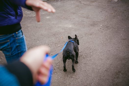 walking the dog French Bulldog