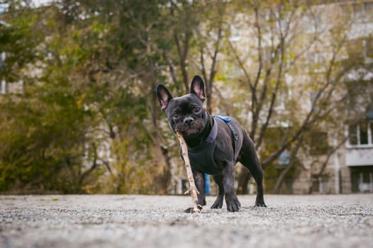 walking the dog French Bulldog. Male host plays with his pet on the street in the yard with a stick