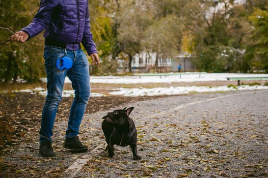 walking the dog French Bulldog. Male host plays with his pet on the street in the yard with a stick