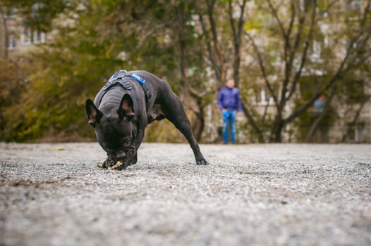 walking the dog French Bulldog. Male host plays with his pet on the street in the yard with a stick