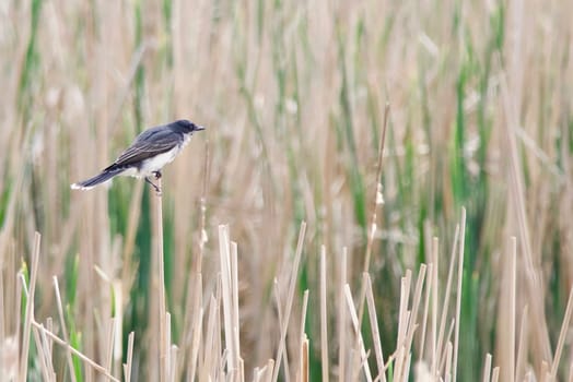 An Eastern Kingbird protects his territory in the wetlands.