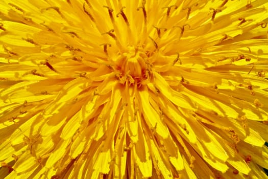 A macro type closeup of a dandelion displays as a sunburst.