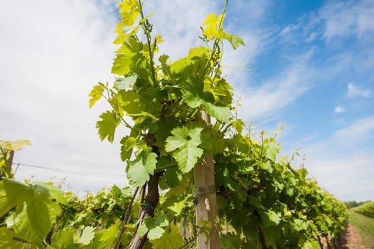 Vine plant in the spring with the background of the blue sky with clouds.