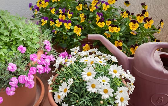 Vases of flowers grown on the terrace of an apartment and a watering can.