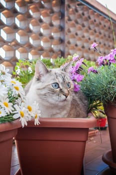 Cat in a plant pot , in the middle of flower pots.