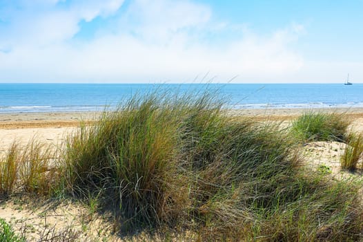 View of the beach. Plants growing on the dune. Sea and blue sky with clouds. Nice summer landscape.