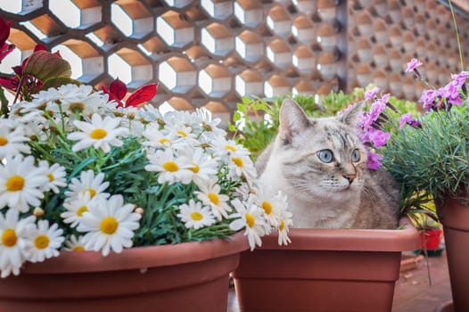Cat in a plant pot , in the middle of flower pots.