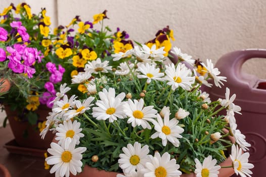 Vases of flowers grown on the terrace of an apartment and a watering can.