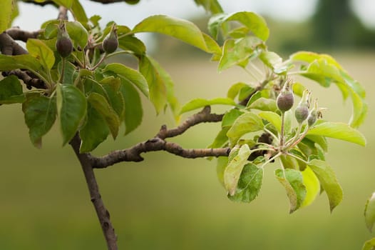 Small young apples growing on a tree