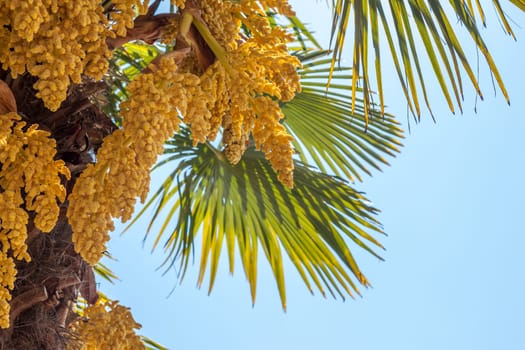 palm tree blooming yellow flowers and green leaves against blue sky