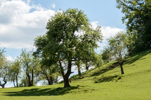 farmland with green field and garden trees