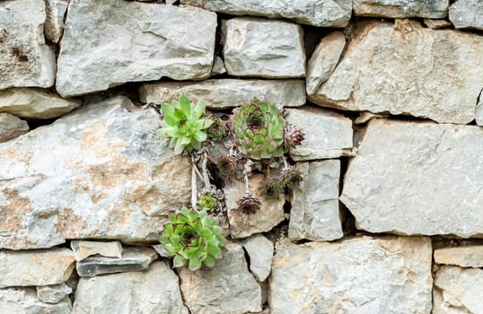 succulents growing out of wall concept desire to live