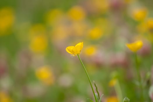 wild field flowers yellow and violet on green grass background