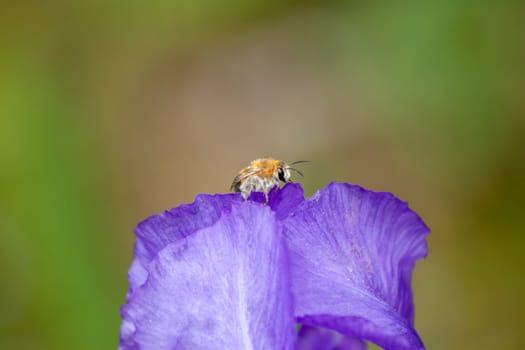 small cute bumblebee on bright big violet flower