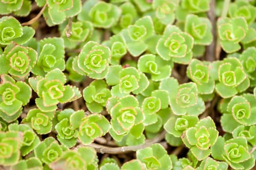 green small plants can be used as backgroung top view