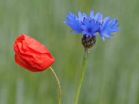 Poppy + Cornflower