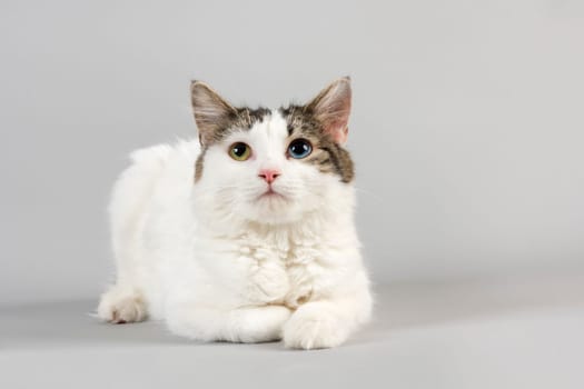 Pedigree cat Cymric (Felis silvestris catus) with iris heterochromia (Heterochromia iridis),Odd Eye,age 1 year,color white van odd eyes,art stumpy,with genetically determined stubby tail