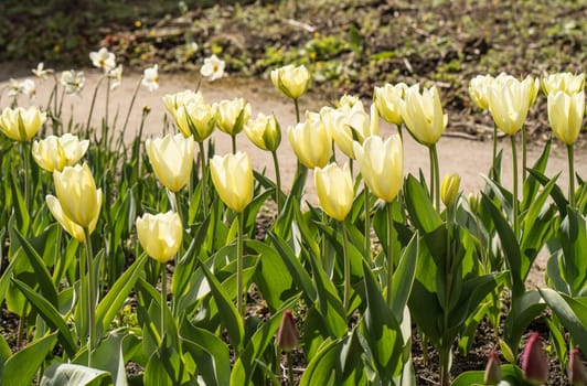 Tulip field with colorful tulips in full bloom in the bright spring