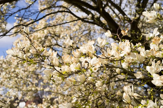 Magnolia flowers in full bloom in spring on the trees branches