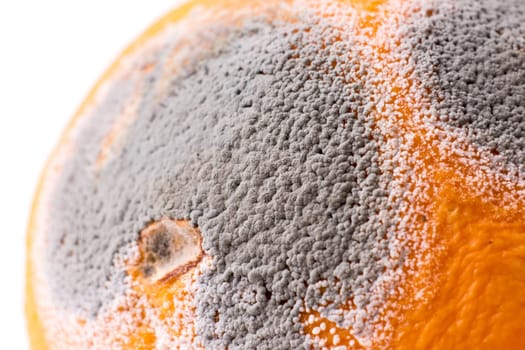Closeup of musty orange with gray mold. Moldiness
