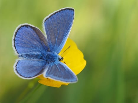 Common blue