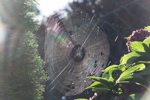The spider web or cobwebs close-up with colorful background..
