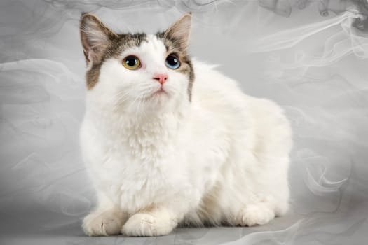 Pedigree cat Cymric (Felis silvestris catus) with texture