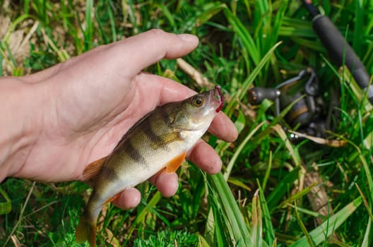 The fisherman holds in his hands caught in the spinning fish