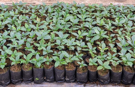 Coffee seedlings plant in a nursery