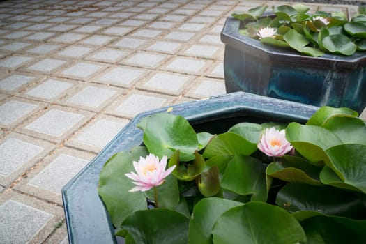 Indian Lotus Nucifera Flower Bloom, stock photo