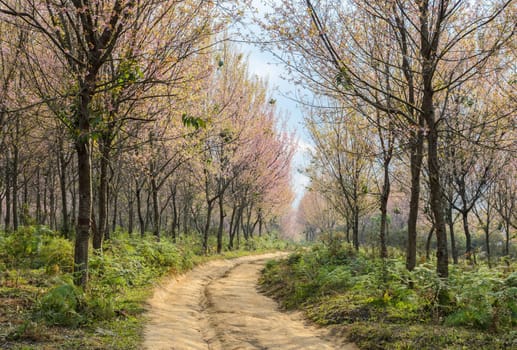 Wild Himalayan cherry forest in Thailand