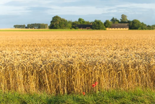 typical danish agricultural landscape with lots of ripe wheat