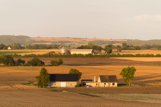 Hilly danish agricultural landscape with lots of wheat fields
