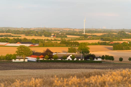 Hilly danish agricultural landscape with lots of wheat fields
